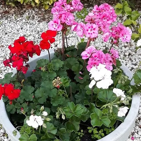 Bed & Breakfast Ocean Campagne Liberte Aigrefeuille-d'Aunis